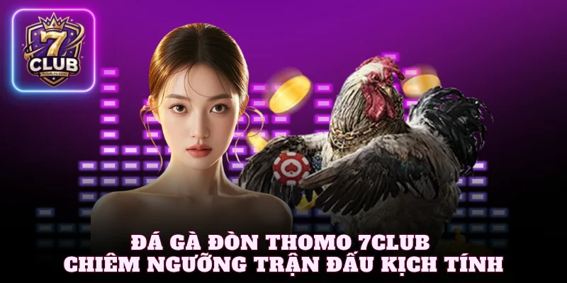 Đá gà đòn Thomo