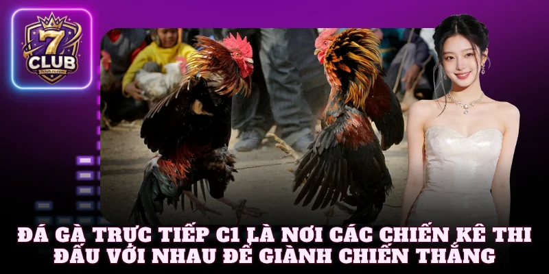 Đá gà trực tiếp C1 là nơi các chiến kê thi đấu với nhau để giành chiến thắng