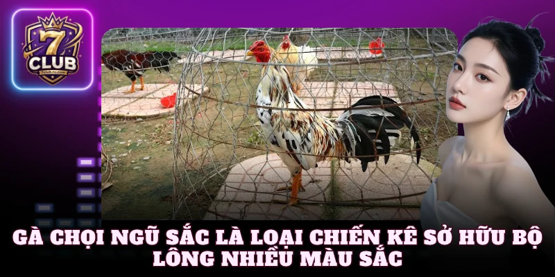 Gà chọi Ngũ Sắc là loại chiến kê sở hữu bộ lông nhiều màu sắc 