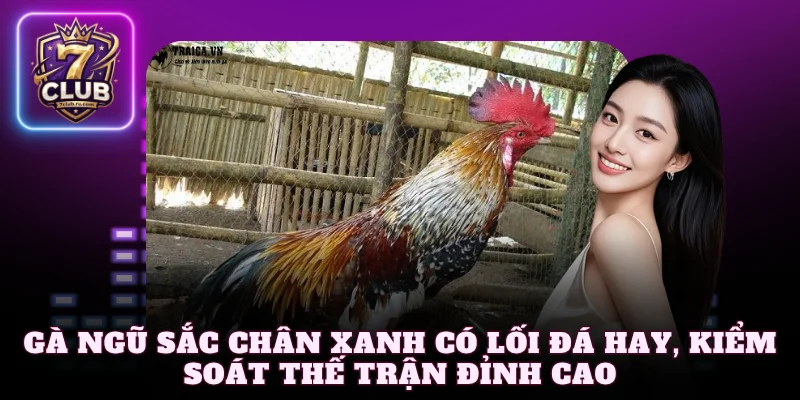 Gà Ngũ Sắc chân xanh có lối đá hay, kiểm soát thế trận đỉnh cao
