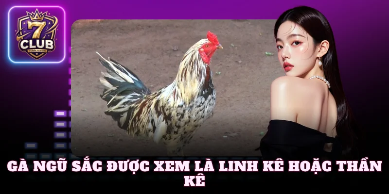 Gà Ngũ Sắc được xem là linh kê hoặc thần kê
