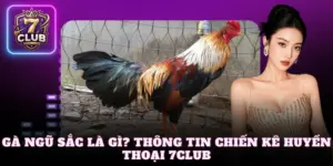 gà Ngũ Sắc