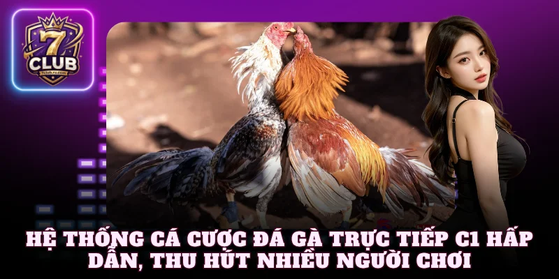 Hệ thống cá cược đá gà trực tiếp C1 hấp dẫn, thu hút nhiều người chơi