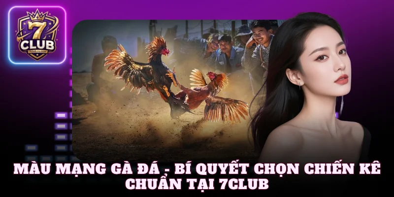 Màu mạng gà đá