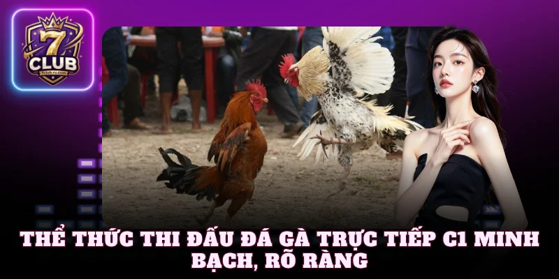 Thể thức thi đấu đá gà trực tiếp C1 minh bạch, rõ ràng